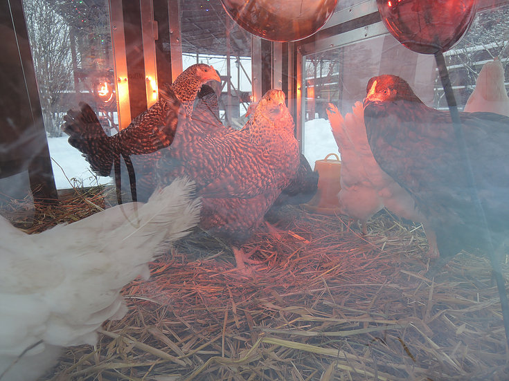 Фото 5 - Утепленный курятник "Зимняя мечта" на 10 кур (с гнездом).