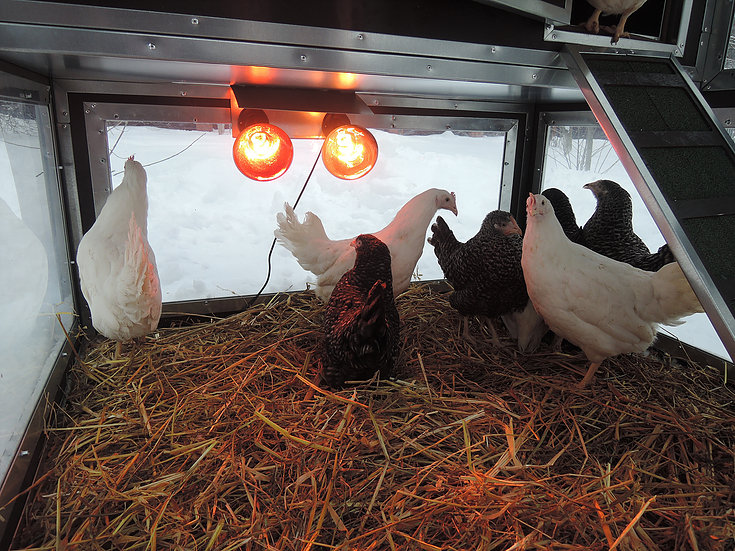 Фото 4 - Утепленный курятник "Зимняя мечта" на 10 кур (с гнездом).