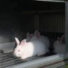 Фото 22 - Всесезонный односкатный крольчатник Бестселлер О-11 откормочный.