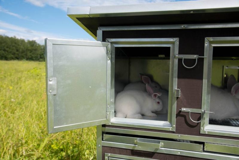 Фото 12 - Крольчатник утепленный с маточным отделением «Бестселлер» М-12.