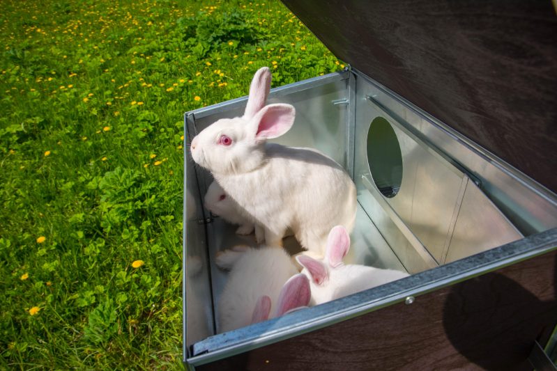 Фото 7 - Уличный летний домик для кроликов “ФАВОРИТ” КР2-М-О.